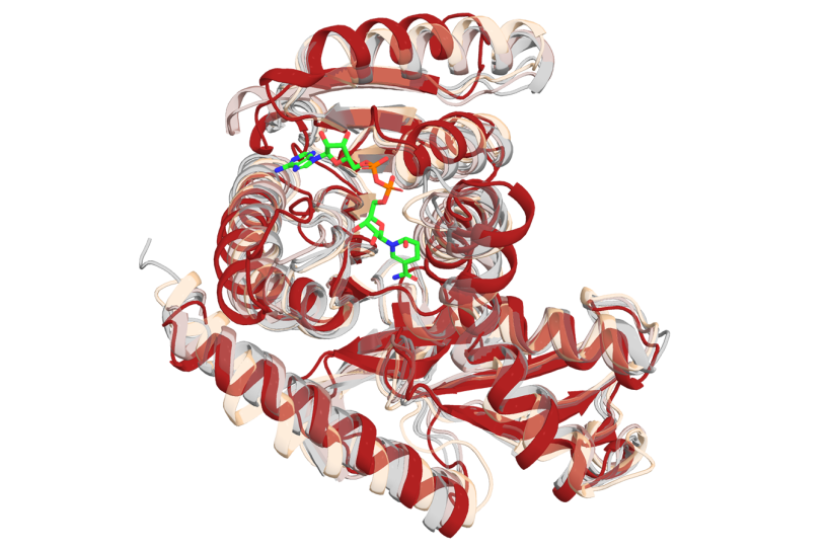 Protein simulation