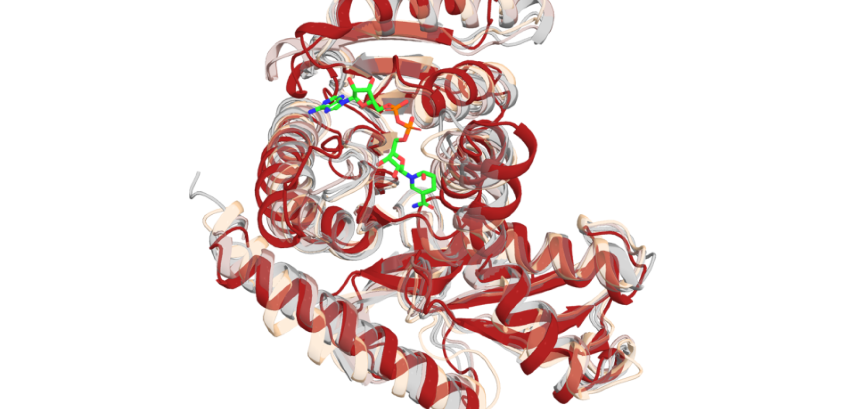 Protein simulation